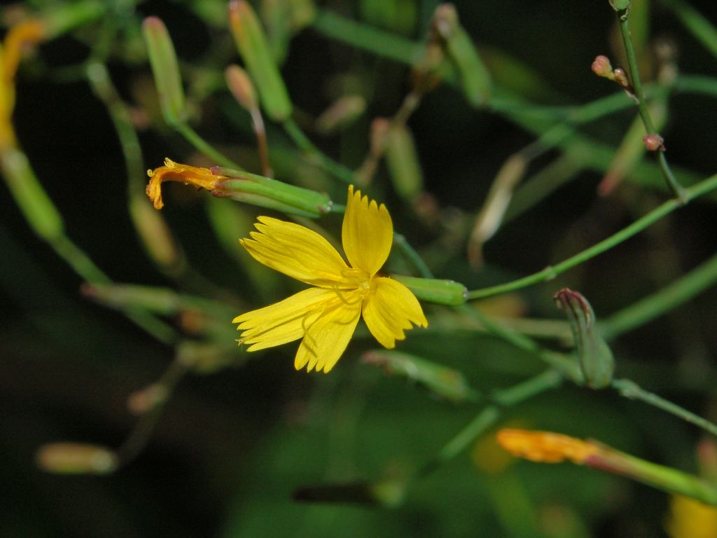 Mycelis muralis (=Lactuca muralis) / Lattuga dei boschi